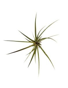 Tillandsia Timm Outbrust 2