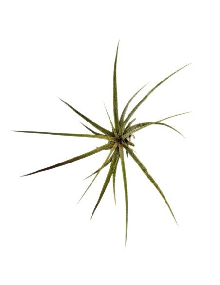 Tillandsia Timm Outbrust 1
