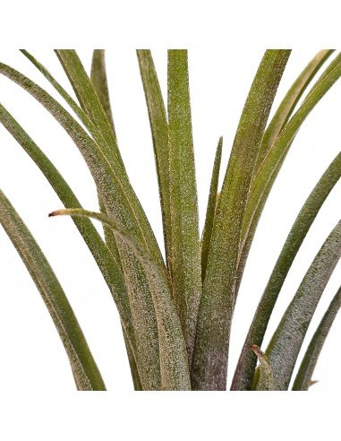 Tillandsia Timm Outbrust