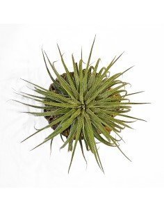 Ionantha Mexico Snow White 2