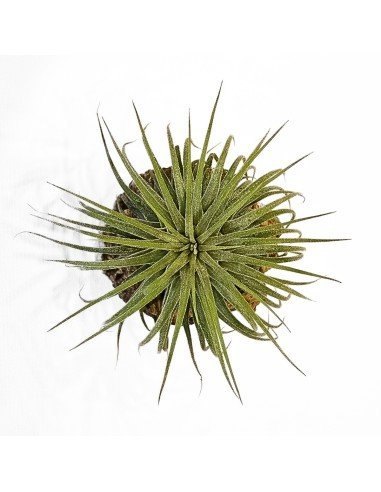 Ionantha Mexico Snow White