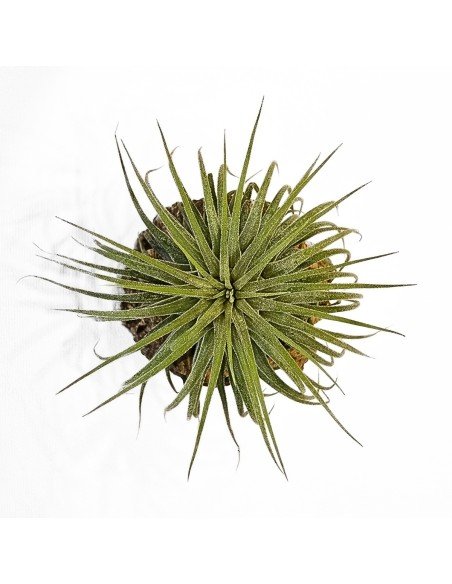 Ionantha Mexico Snow White 1