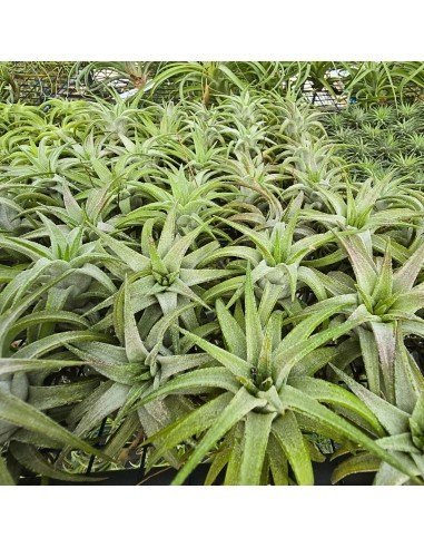 Tillandsia Ionantha Vanhyningii Red Dragon