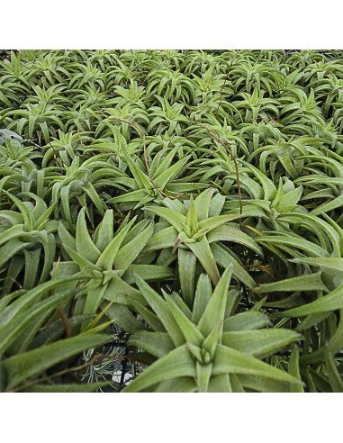 Tillandsia Ionantha Van Hyningii Jumbo | Ecoterrazas.com