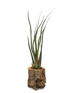 Tillandsia Durrell