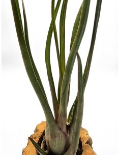 Tillandsia Durrell 2