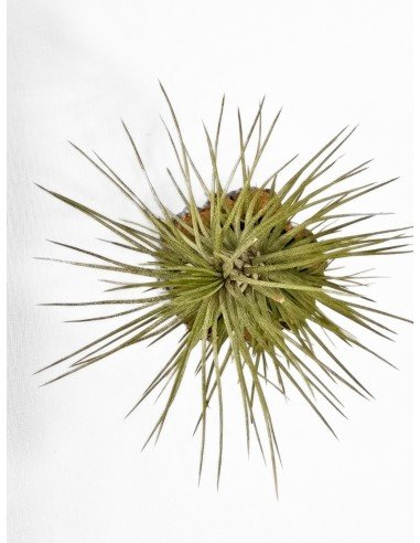 Tillandsia Funckiana Var. Recurvifolia