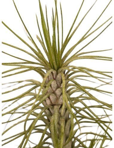 Tillandsia Funckiana Var. Recurvifolia