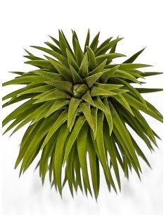 Tillandsia Ionantha Monkey Tail 2