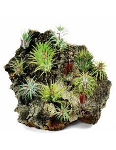 Ionanthas 12 PACK | Ecoterrazas.com