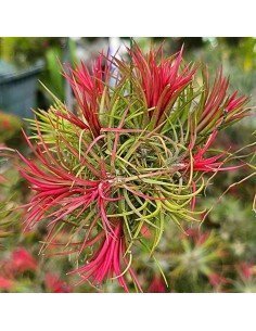 Tillandsia Ionantha Fuego Pulk