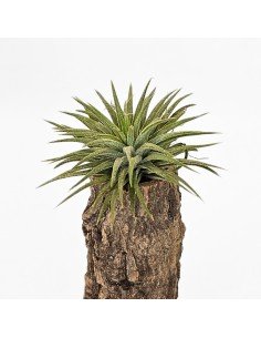 Tillandsia Ionantha Pleiades