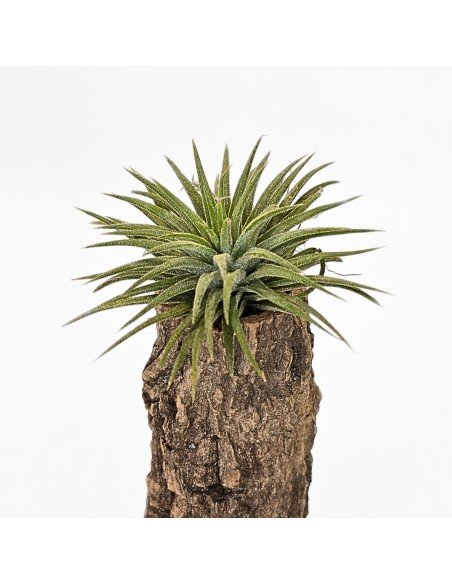 Tillandsia Ionantha Pleiades