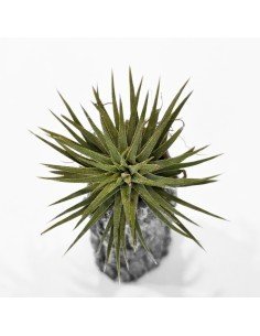 Tillandsia Ionantha Pleiades 2