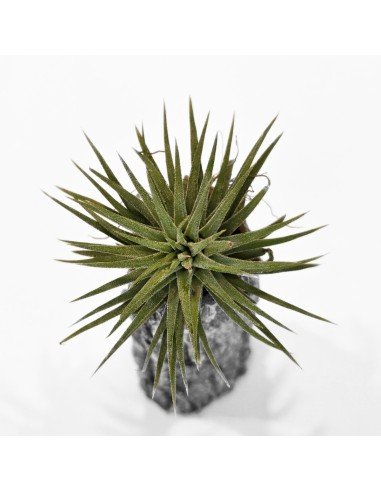 Tillandsia Ionantha Pleiades