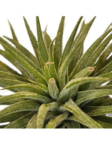 Tillandsia Ionantha Pleiades