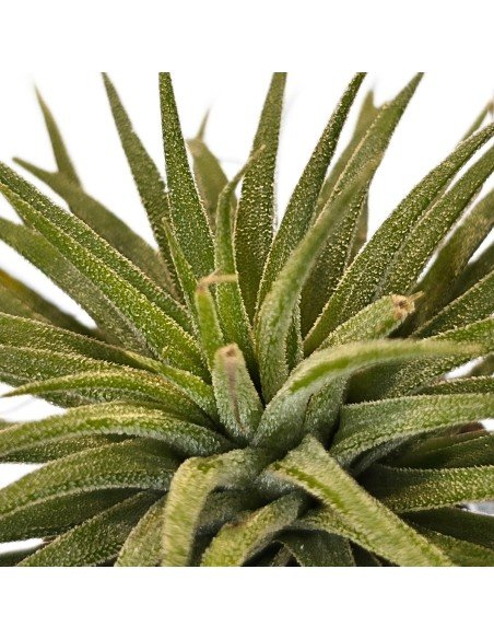 Tillandsia Ionantha Pleiades