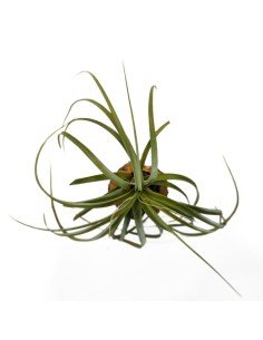 Tillandsia Jes ( Exserta x Brachycaulos) 2
