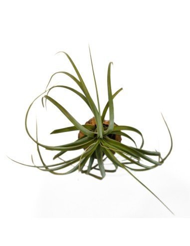Tillandsia Jes ( Exserta x Brachycaulos)