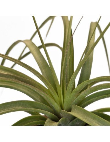 Tillandsia Jes ( Exserta x Brachycaulos)