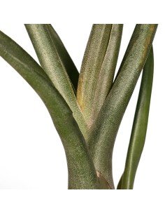 Tillandsia Mali Dofitas (Caput-Medusae X Bulbosa) 2