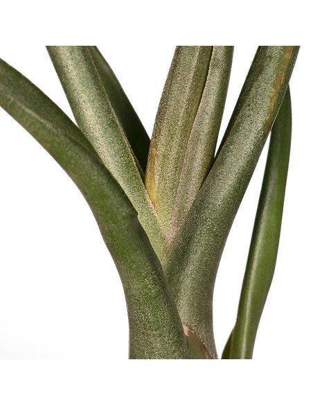 Tillandsia Mali Dofitas (Caput-Medusae X Bulbosa)1