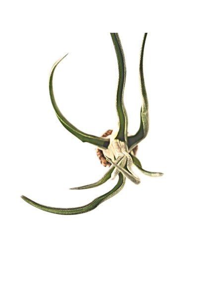 Tillandsia Mali Dofitas (Caput-Medusae X Bulbosa)2