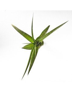 Tillandsia Flexuosa Bahamas 2