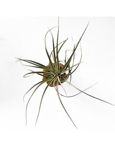 Tillandsia Stricta Silver 2