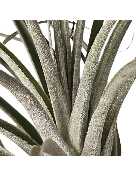 Tillandsia Stricta Silver2
