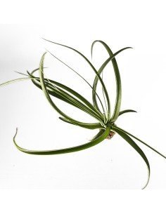Tillandsia Balbisiana X Velutina 2