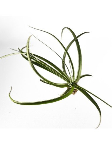 Tillandsia Royale (Balbisiana X Velutina)