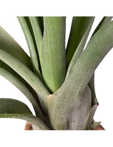 Tillandsia Royale (Balbisiana X Velutina)
