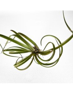 Tillandsia Capitata Temascal 2