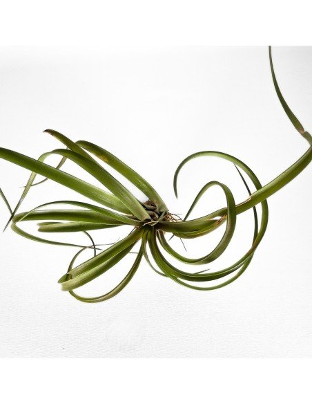 Tillandsia Capitata Temascal