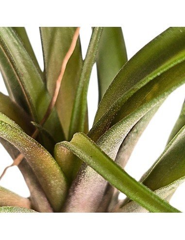 Tillandsia Capitata Temascal