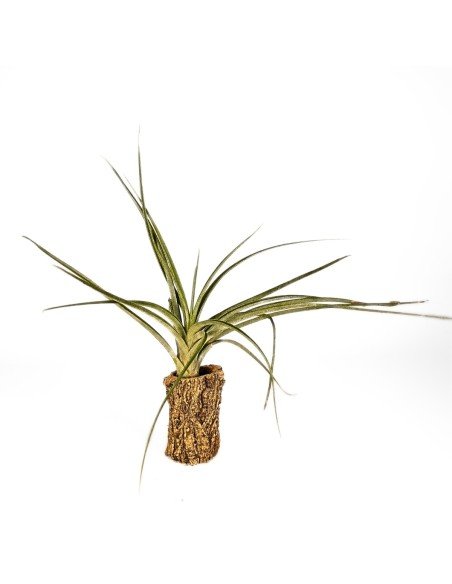 Tillandsia Exserta X Fasciculata