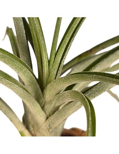 Tillandsia uruguayensis ex. EJG 分け株 欧州産 Tillandsia uruguayensis ex. EJG 分け株 欧州産 Tillandsia