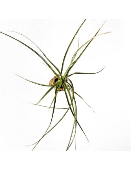 Tillandsia Exserta X Fasciculata