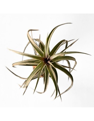 Tillandsia Aeranthos Curly1