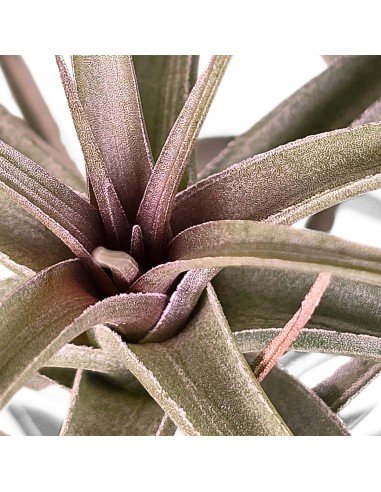 Tillandsia Aeranthos Curly2