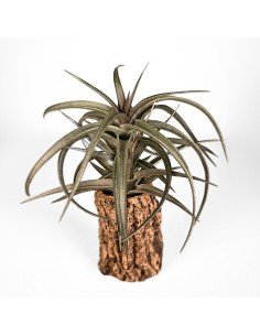 Tillandsia Aeranthos Curly