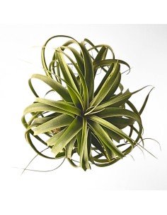 Tillandsia Concolor X Streptophylla 2