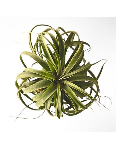 Tillandsia Concolor X Streptophylla XL