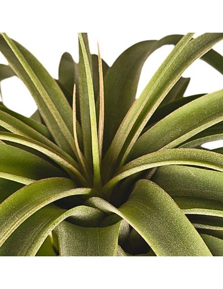 Tillandsia Concolor X Streptophylla XL