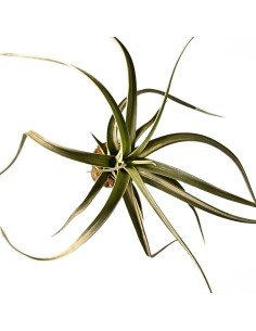 Tillandsia Concolor X Paucifolia 2