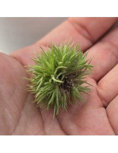 Tillandsia Aeranthos Teddy Bear 2