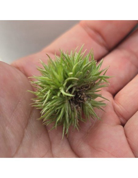 Tillandsia Aeranthos Teddy Bear 1