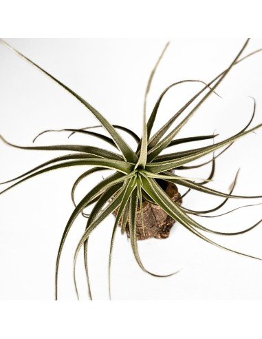 Tillandsia Ed Doherty (Aeranthos x Leonamiana)