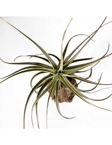 Tillandsia Ed Doherty 1